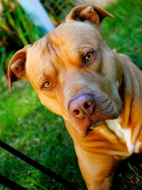 Imagens de Pitbull: Diversas imagens deste lindo cachorro