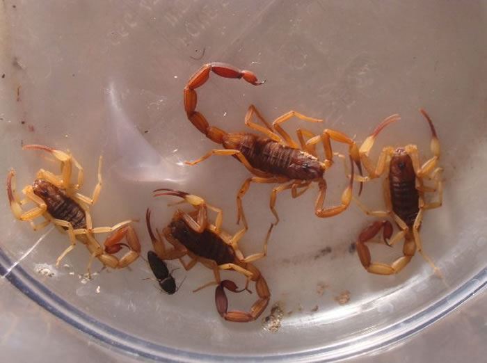Imagens de escorpião (21)