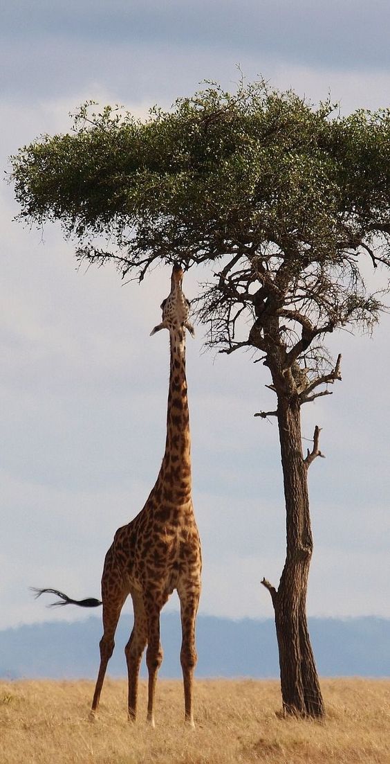 Girafas (17)
