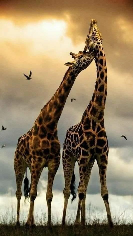 Imagens de Girafa