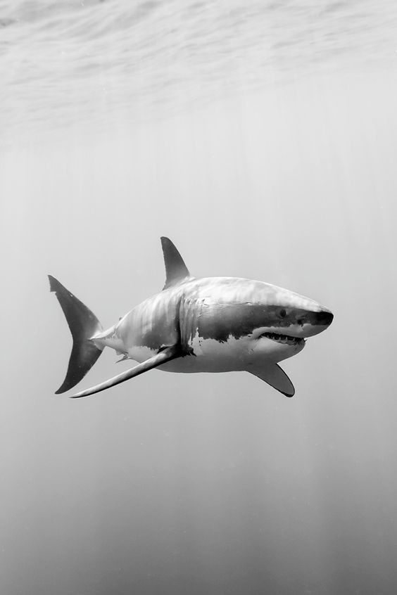 Imagens de tubarão (2)