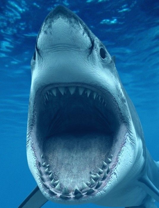 Imagens de tubarão para celular