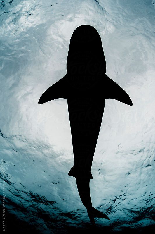 Imagens de tubarão (6)