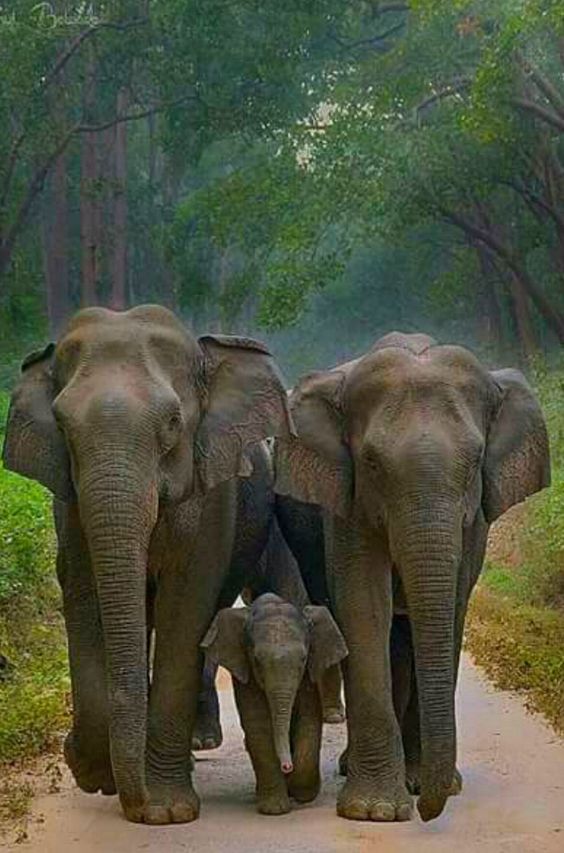 Imagens de Elefantes